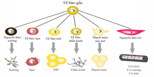 can-bang-giua-an-toan-va-phat-minh-cho-nganh-y-hoc-tai-tao.jpg